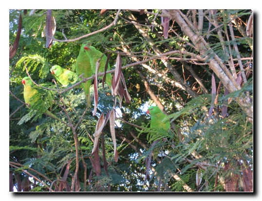 025 Unsere Haustiere